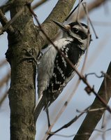 Hairy Woodpecker - Picoides villosus