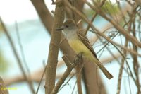 Brown-crested Flycatcher - Myiarchus tyrannulus