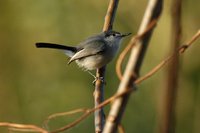 White-lored Gnatcatcher - Polioptila albiloris