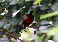 Wilson's Bird-of-paradise - Cicinnurus respublica