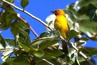 Spectacled Weaver - Ploceus ocularis