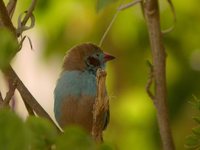 Red-cheeked Cordonbleu - Uraeginthus bengalus