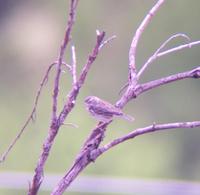Collared Warbling-Finch - Poospiza hispaniolensis