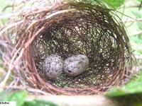 Variable Seedeater - Sporophila corvina