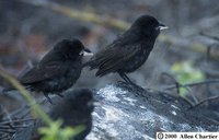 Large Cactus-Finch - Geospiza conirostris