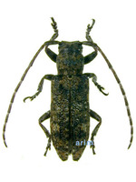 우리곰보하늘소 - Pterolophia multinotata