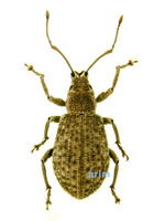 Cyphicerinus tessellatus - 뭉뚝바구미