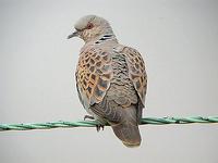 Turtle Dove