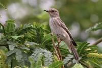 Spotted Flycatcher