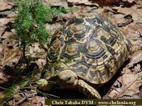 Leopard Tortoise, Geochelone pardalis babcocki