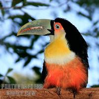 Red breasted Toucan ( Ramphastos dicolorus ) stock photo