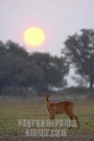 puku at sunset stock photo