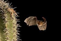 Pallid Bat ( Antrozous pallidus ) Flying by Saguaro Cactus ( Carnegiea gigantea ) about to take ...