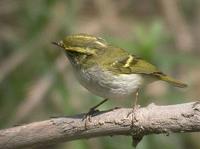 Kungsf Phylloscopus proregulus