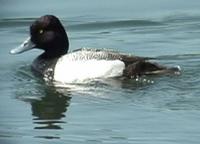 above - a series of pictures (from a video) of the Lesser Scaup, Monkmoor Pool 07/06/05 ©