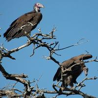 Lappet-faced Vulture p.54