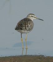 Wood Sandpiper p.136