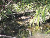 Sora Rail