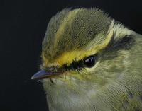 Pallas's Leaf Warbler (Phylloscopus proregulus)