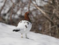 Willow Ptarmigan (Lagopus lagopus)