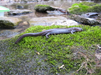 : Ambystoma barbouri; Streamside Salamander