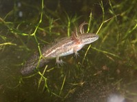: Ambystoma mabeei; Mabee's Salamander