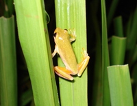 : Dendropsophus elianeae