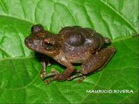 : Flectonotus pygmaeus