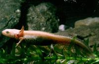 : Mesotriton alpestris apuanus; Alpine Newt