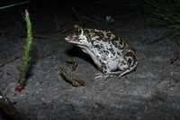 : Pelobates syriacus; Eastern Spadefoot Toad