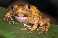 : Phlyctimantis boulengeri