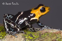 : Ranitomeya fantastica
