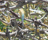 : Merops ornatus; Rainbow Bee-eater