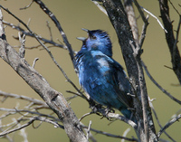 : Passerina cyanea; Indigo Bunting