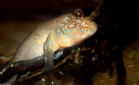 : Periophthalmus barbatus; Mudskipper