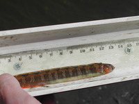 : Pholis ornata; Crescent Gunnell