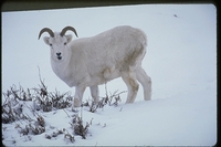 : Ovis dalli; Dall's Sheep