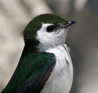 : Tachycineta thalassina; Violet-green Swallow