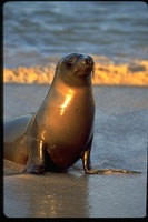 : Zalophus californicus; Galapagos Sea Lion