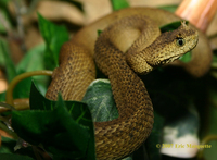 : Atheris ceratophora; Usumbara Horned Bush Viper