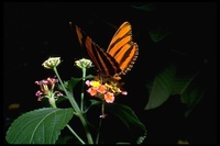 : Dryas julia; The Flame Of Fambeau butterfly