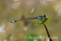 : Ischnura ramburii; Rhamburs Forktail