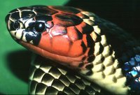 : Micrurus spixii obscurus; Amazonian Coral Snake