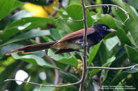 Japanese Paradise-Flycatcher Scientific name - Terpsiphone atrocaudata