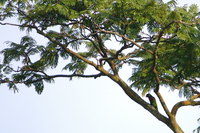 Rainbow Lorikeet (Trichoglossus haematodus)