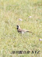 Eremophila alpestris Horned Lark 角百靈 113-075