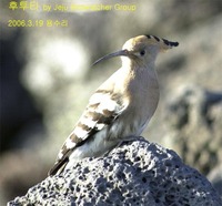 후투티 Eurasian Hoopoe