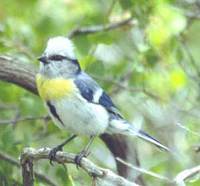 Yellow-breasted Tit