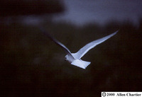 Ross' Gull (Rhodostethia rosea)