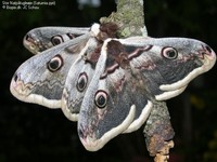 Stor Natpåfugleøje (Saturnia pyri)  Foto/billede af